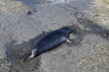 Фотография к новости: Более 60 туш тюленей обнаружили на побережье Каспия