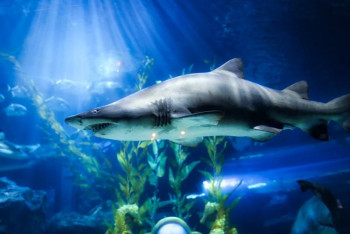 Фотография к новости: Акул заметили недалеко от Хургады