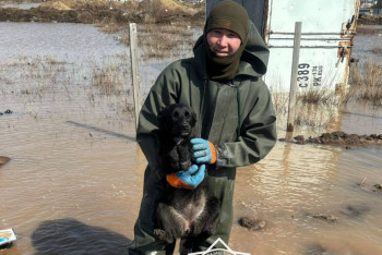 Фотография к новости: Пожарный спас брошенного во время паводков щенка