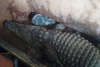 Фотография к новости: Крокодила не пустили из России в Казахстан