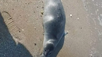 Фотография к новости: Количество погибших тюленей в Мангистау продолжает расти