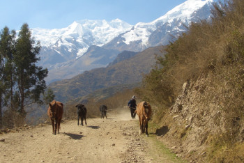 Фотография к новости: Lexus сбил лошадей на трассе в Акмолинской области