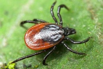 Фотография к новости: 17 человек пострадали от укусов клещей в Шымкенте