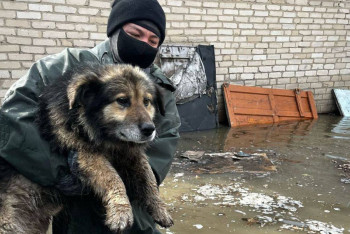 Фотография к новости: "Впопыхах забывают отвязать". Как спасают животных во время паводков