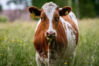 Фотография к новости: Карантин объявили в сёлах Туркестанской области из-за бешенства скота