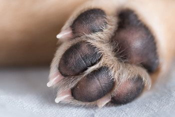 Фотография к новости: Мужчина выкинул щенка из окна в Усть-Каменогорске