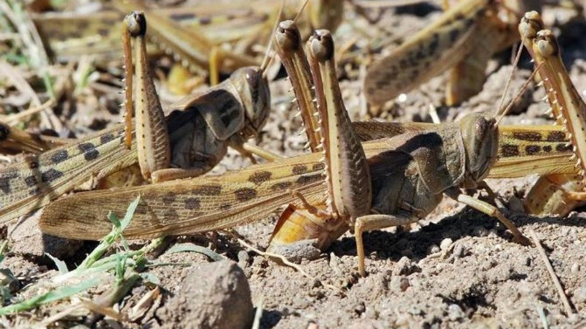  entomologytoday.org