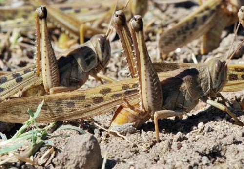 Фотография к новости: Лето будет жарким: Баянаул может стать эпицентром нашествия саранчи в Павлодарской области