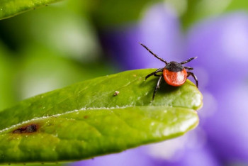 Фотография к новости: Более 200 человек пострадали от укусов клещей в Алматы