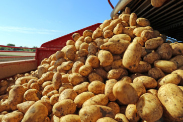 Фотография к новости: Рекордный урожай картошки в России может разорить костанайских овощеводов