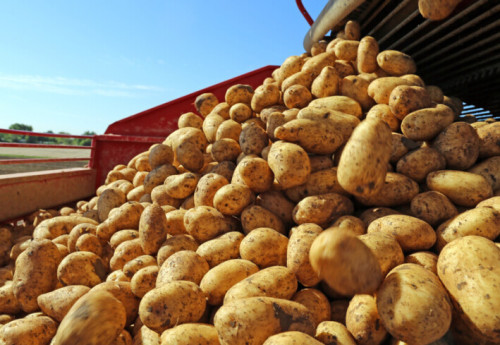 Фотография к новости: Рекордный урожай картошки в России может разорить костанайских овощеводов