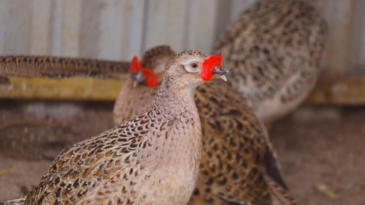  акимат Астаны