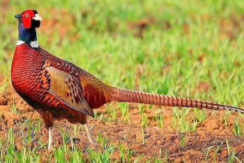 Фотография к новости: 700 фазанов выпустили на территории зеленого пояса Астаны