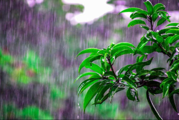 Фотография к новости: Дожди, туман и заморозки - прогноз погоды на 2 мая в Казахстане