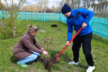 Фотография к новости: Таза Қазақстан: в Костанайской области возрождают фруктовые сады и очищают дачные массивы