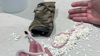 Фотография к новости: Змей в штанах у пассажира обнаружили  в аэропорту Майами