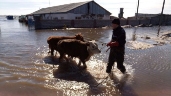 Фотография к новости: Сотни миллионов тенге компенсации выплатили владельцам погибшего скота в Актюбинской области