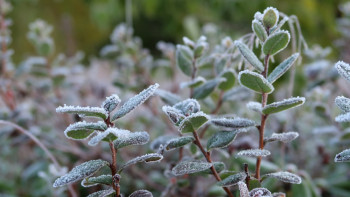 Фотография к новости: Заморозки ожидаются в некоторых регионах Казахстана