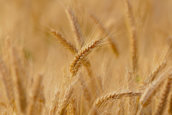 Фотография к новости: Казахстан сокращает посевы пшеницы, риса и хлопка