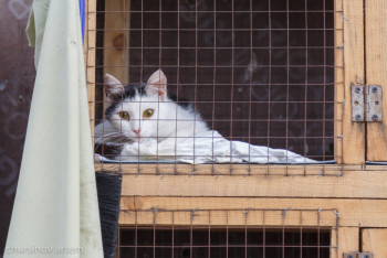 Фотография к новости: Ветлаборатории незаконно выдавали ветеринарно-санитарные экспертизы в области Жетысу