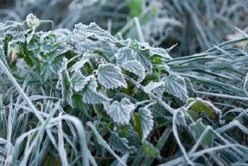 Фотография к новости: Заморозки ожидаются в нескольких областях Казахстана