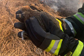 Фотография к новости: Не сжигайте траву — в ней спят зайчата: в МЧС предупредили казахстанцев