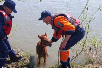 Фотография к новости: Трём застрявшим на островке жеребятам пришли на помощь спасатели в ВКО