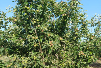Фотография к новости: Яблоневый сад посреди степи создала семья из Мангистау