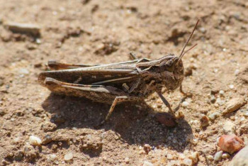 Фотография к новости: В трёх регионах Казахстана продолжают борьбу с саранчой