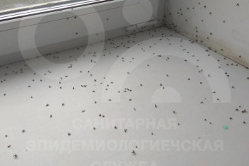 Фотография к новости: На массовое нашествие насекомых жалуются карагандинцы