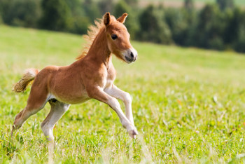 Фотография к новости: В ВКО спасли жеребенка из колодца