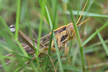 Фотография к новости: Казахстан усилит мониторинг за миграцией саранчи на границе с Россией