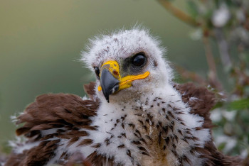 Фотография к новости: В ВКО выпустили на волю краснокнижного орленка