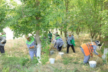 Фотография к новости: "Таза Қазақстан" продолжается в Туркестанской области