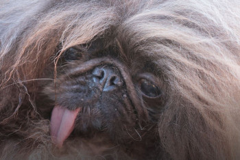 Фотография к новости: Cамую уродливую собаку в мире выбрали в США
