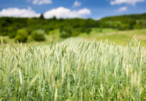 Фотография к новости: На растениях уже появились болезни: аграрии СКО сделали прогноз по урожаю