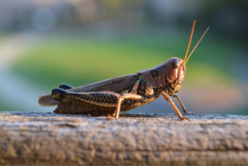 Фотография к новости: Более 1,8 млн гектаров обработано против саранчи в Казахстане