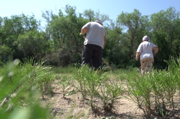 Фотография к новости: Лесные пожары в Аулиеколе: на что потратили миллион долларов от ОАЭ