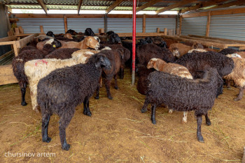 Фотография к новости: Почти 500 баранов утонули из-за дождей в Жамбылской области