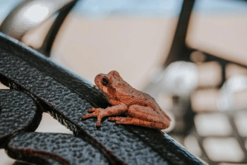 Фотография к новости: Нашествием лягушек обеспокоены жители Атырауской области