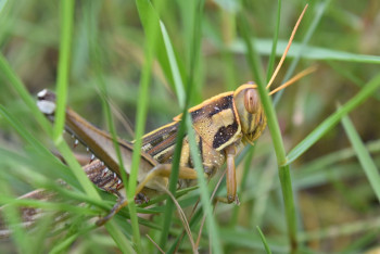 Фотография к новости: Если полностью уничтожим саранчу, получим большие проблемы - Минсельхоз