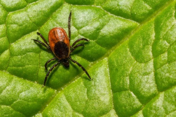 Фотография к новости: Мужчина умер после укуса клеща в Шымкенте