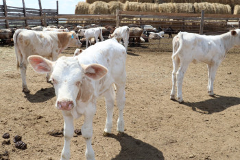 Фотография к новости: Тамаре Дуйсеновой показали успешный пример сельхозкооператива