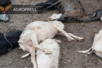 Фотография к новости: Причину массового падежа скота ищут в ЗКО