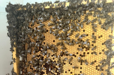 Фотография к новости: Казахстанские пасечники бьют тревогу: вместе с саранчой и клещами массово травят пчёл