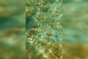 Фотография к новости: Множество мёртвых раков нашли в Каспии в Актау