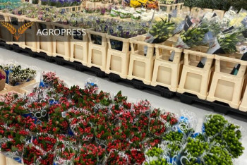 Фотография к новости: Заражённые цветы из Турции пытались ввезти в Казахстан