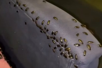 Фотография к новости: Черные жуки атаковали жителей Костаная