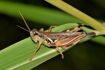 Фотография к новости: Обработку полей против саранчи завершили в Казахстане