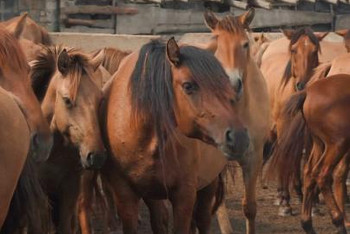 Фотография к новости: Новый тип мугалжарской породы лошадей представлен в области Абай